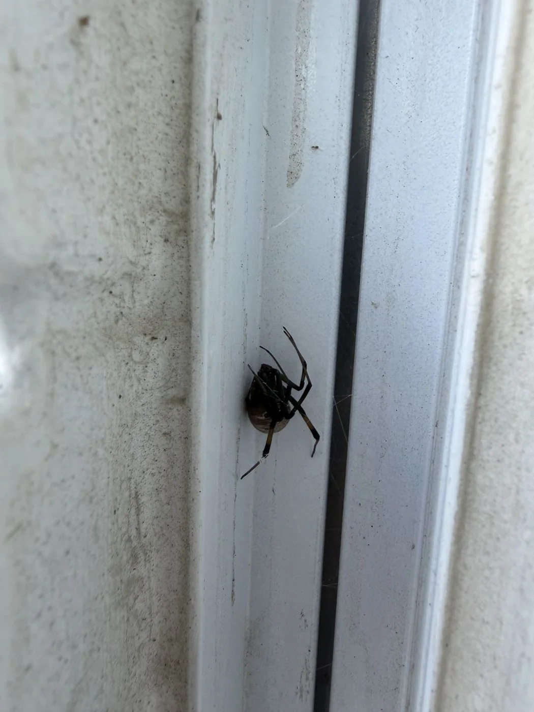 A widow spider and webbing in a window channel